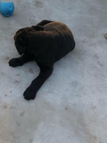 Filhotes de labrador - Foto 2