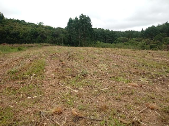 Terreno em lagoa dos ferreiras Mandirituba 24.200m 1 alqueire - Foto 3
