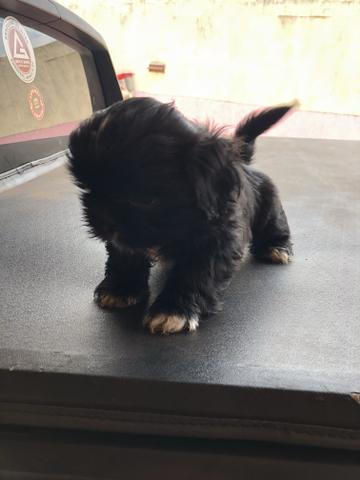 Filhotes de Shih Tzu - Foto 4