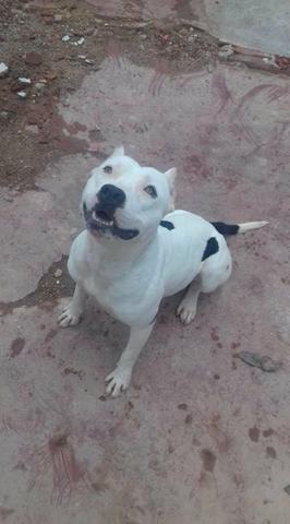 Pit bull - Foto 4