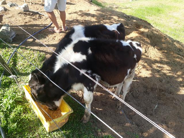 2 terneiros e uma terneira troco por ovelhas - Foto 3