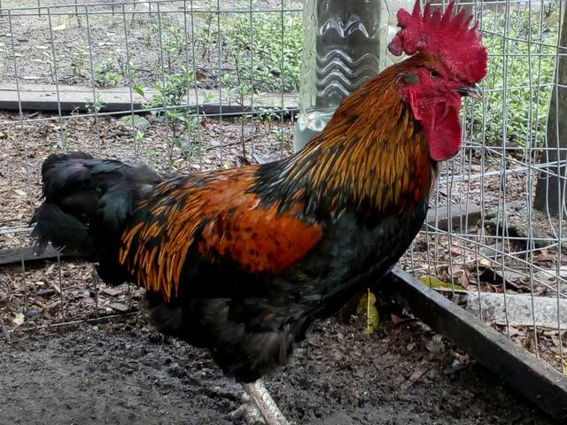 Galos mestiços terra. - Foto 6