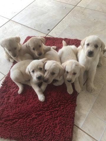 Filhotes de labrador