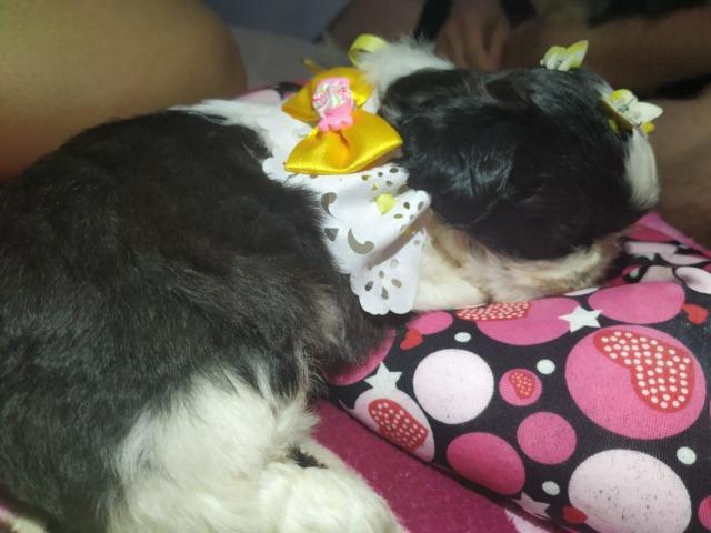 Shih Tzu Otimo padrao e genetica - Foto 2