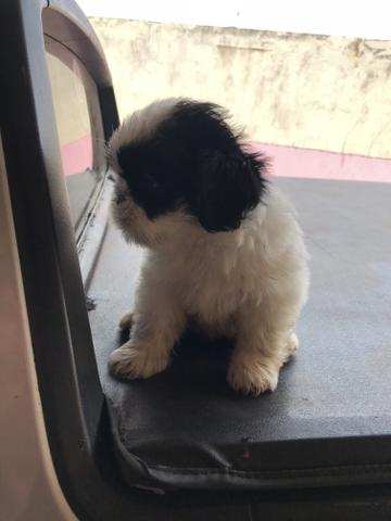 Filhotes de Shih Tzu - Foto 5