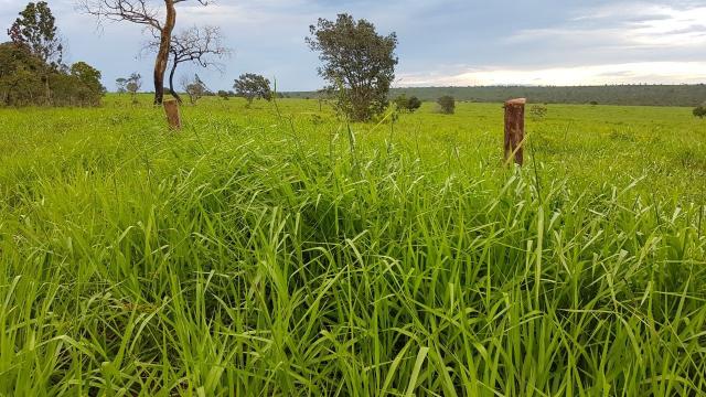 8315 | Sítio à venda em Iguaraçu - Foto 3