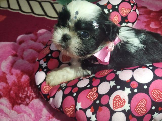 Shih Tzu Otimo padrao e genetica - Foto 5