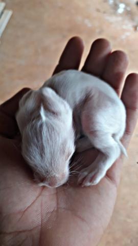 Coelhos Mini - Foto 4