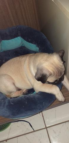 Vendo filhote de pug 2 meses - Foto 3