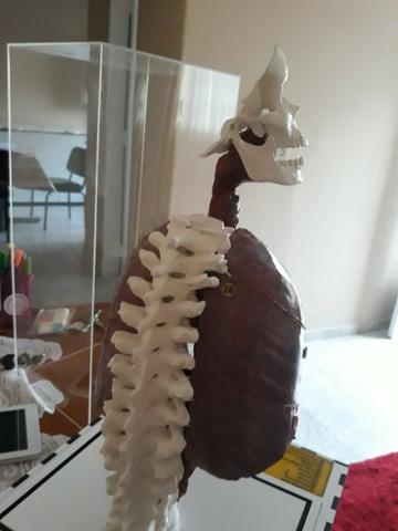 Maquete 3 d sistema respioratório