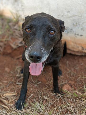 Adoção de cachorro