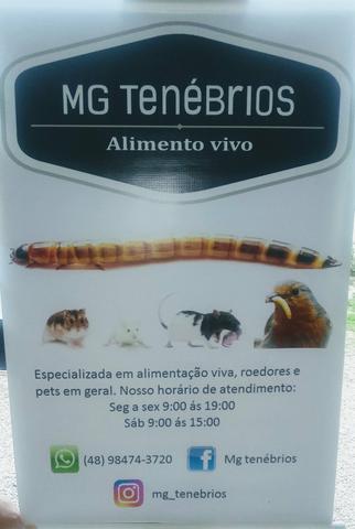 Mg Tenébrios