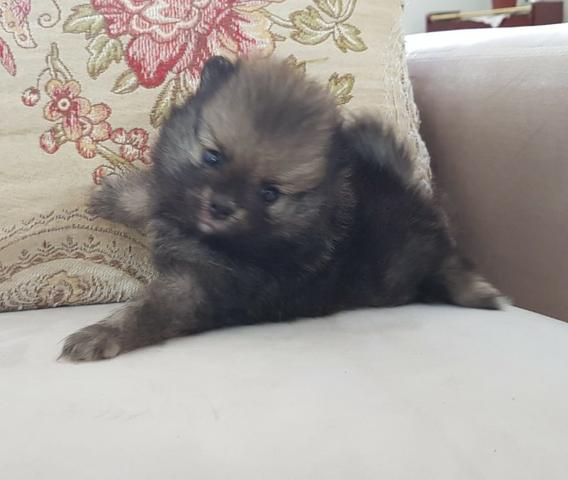 Lindo filhote de Spitz Alemão, com pedigree e ótima procedência - Foto 2