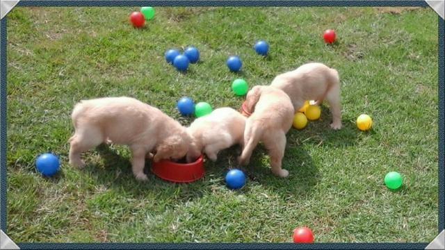Golden retriever pedigree lindos - Foto 2