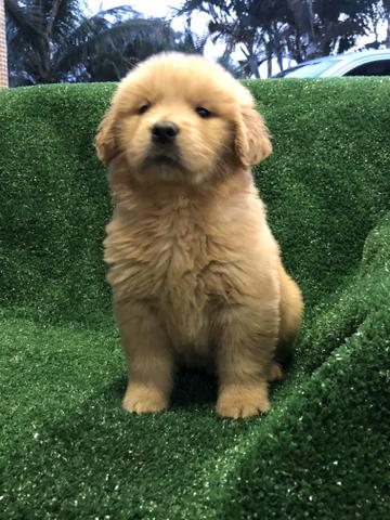 Golden retriever com pedigree e microchip - Foto 4
