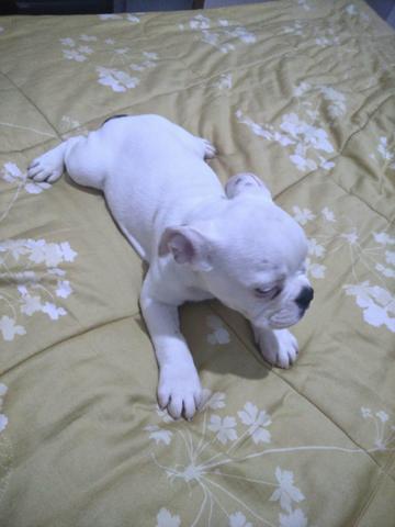 Promoção bulldog inglês - Foto 2