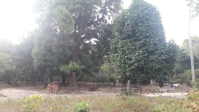 Vendo este lindo sítio em São José de Ribamar - Foto 4