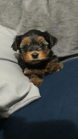 Yorkshire micro com pedigree e microchip - Foto 2