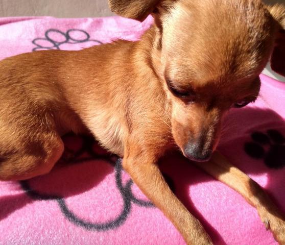 Pinscher fêmea - Foto 4