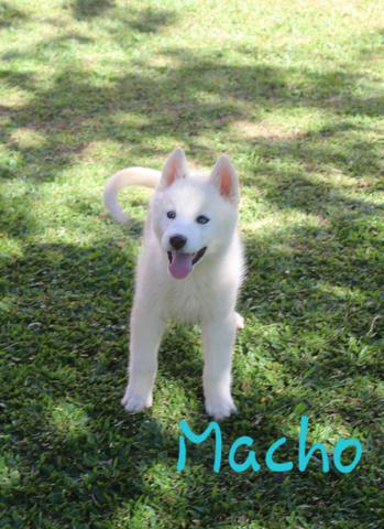 Últimos machinhos de Husky Siberiano Disponível - Foto 3