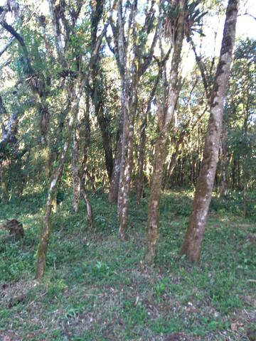 Chacara - Foto 5