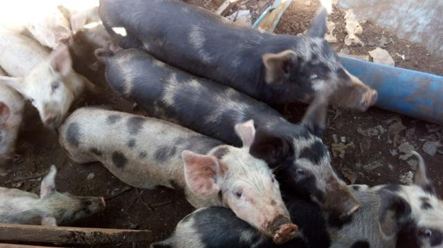 Porco caipira - Foto 2