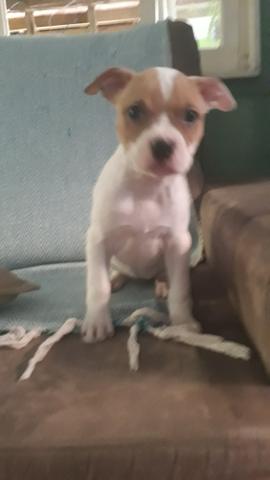 Vende pit monster