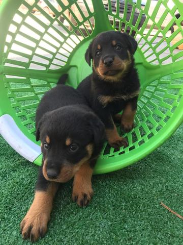 Rottweiler com pedigree e microchip