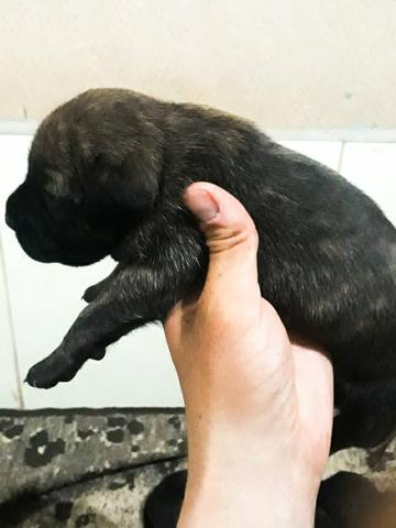 Filhote de Pitbull Black - Foto 2