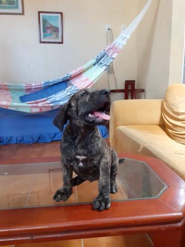 Filhotes de Fila Brasileiro - Foto 3