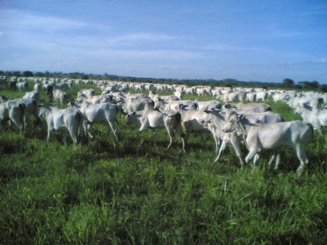 Cumaru=Vend. 15 mil p-Hect. Fazenda =Casa,Energia,Água,Piscina e muito mais