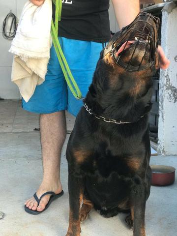 Rottweiler cabeça de touro - Foto 3