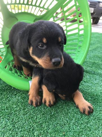 Rottweiler com pedigree e microchip - Foto 2