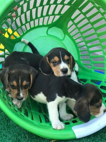Beagle com pedgree e microchip - Foto 3
