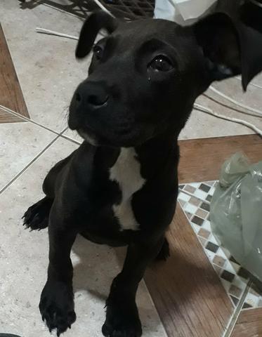 Linda cachorra pit bull - Foto 3