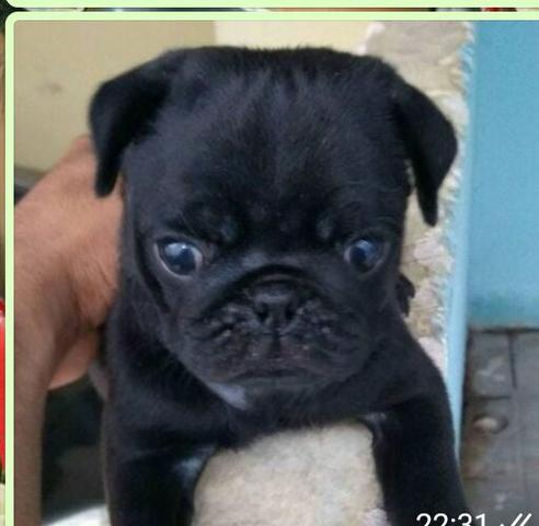 Pug fêmeas