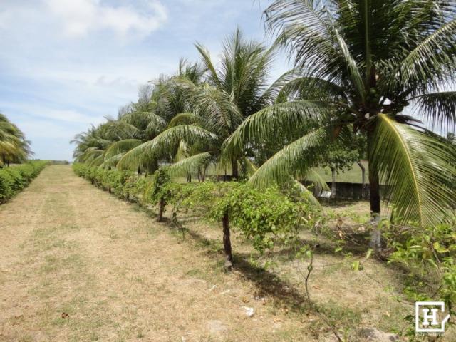 Terreno à venda - mosqueiro (zona de expansão) - Foto 2