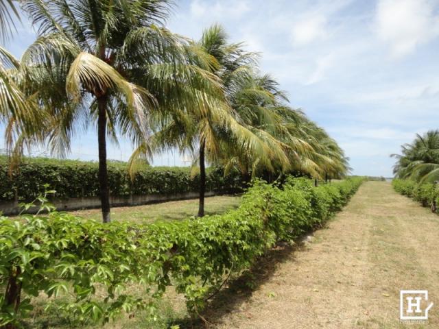 Terreno à venda - mosqueiro (zona de expansão)