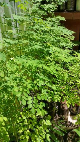 Moringa Oleifera Vendo Muda Producao Rural Vila Laura