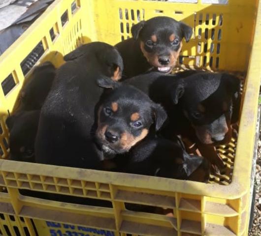 Lindos filhotes de rottweiller com 48 dias