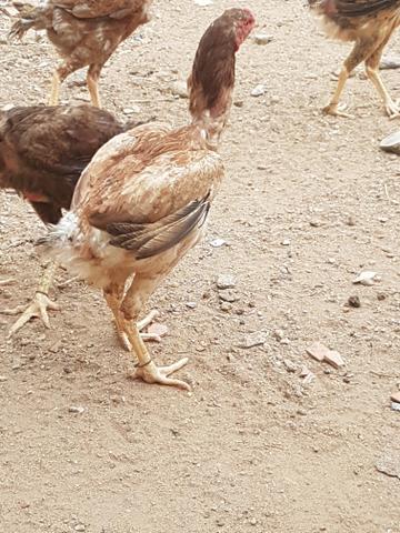 Prantel de frango gigante - Foto 4
