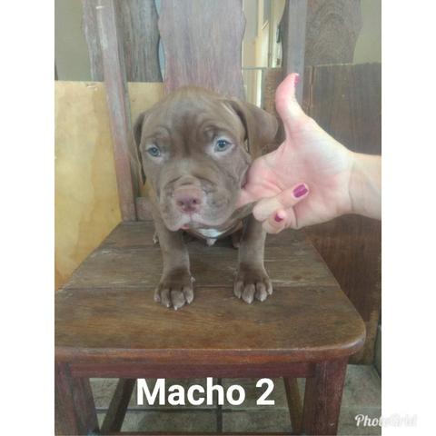 Filhotes de Pit Monsters com Pedigree - Foto 2