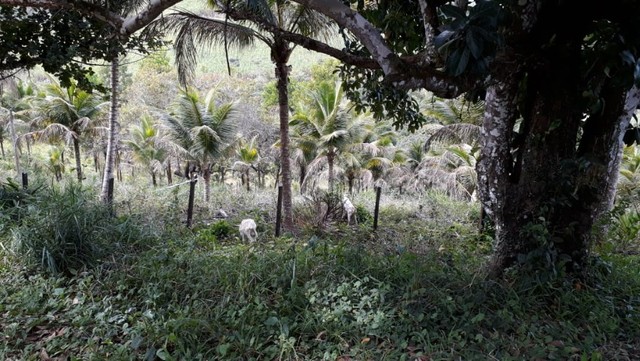  Chácara La Valenciana Ipojuca-PE. - Foto 7