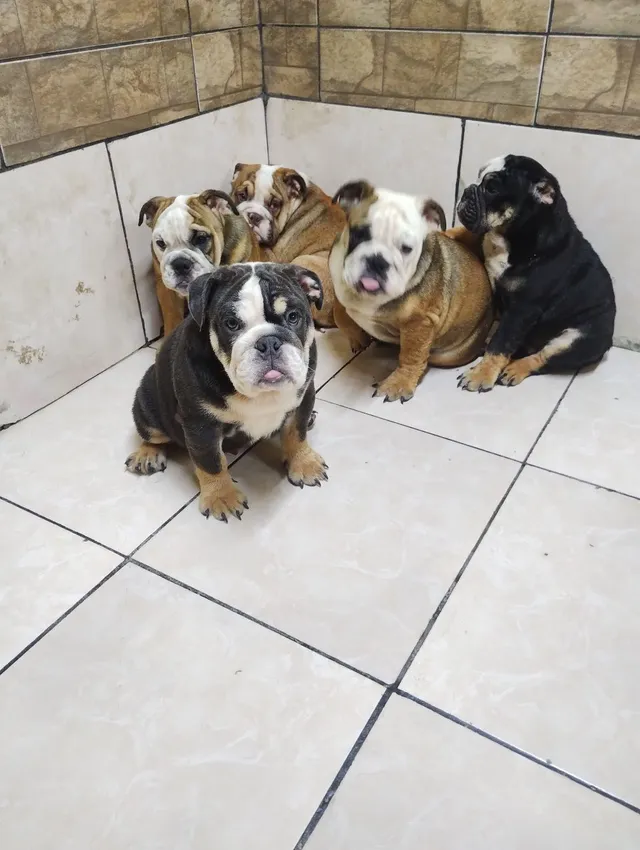 Bulldog ingles preto  +24 anúncios na OLX Brasil