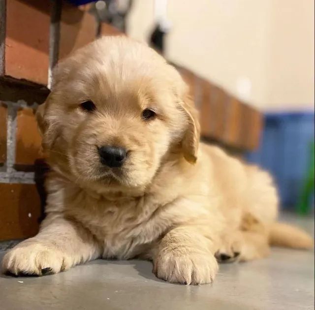 Tradução do amor! ♥️ #amor #goldenretriever #cachorro #fy