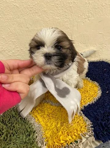 Filhotes de Shih tzu Lhasa - Cachorros e acessórios - Muribeca