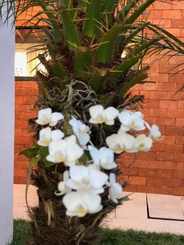 Tijolinhos para revestimento64842062246530124