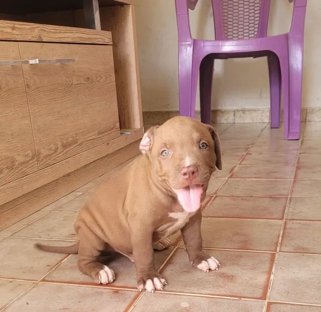 Pitbull red hot sale nose olx