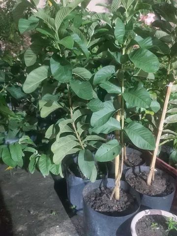 Muda enxertada Goiaba Tailandesa vermelha 