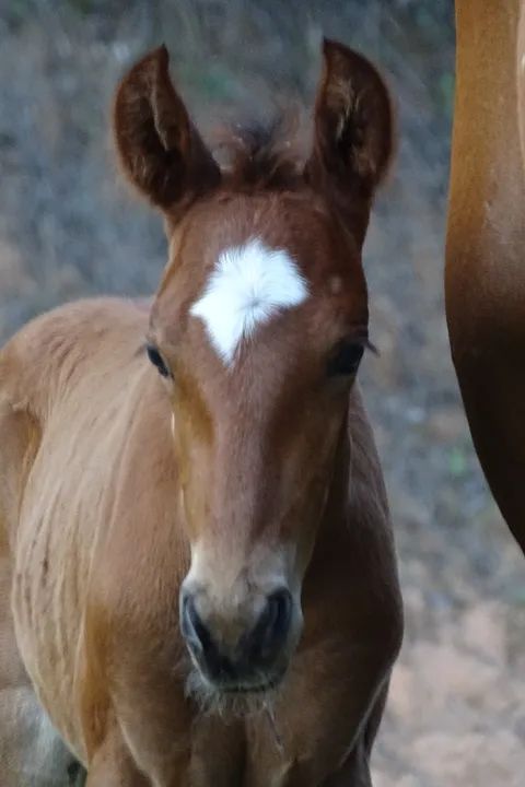 Potro filho de pais de Picada ABAIXO DO PREÇO, APROVEITE - Foto 2